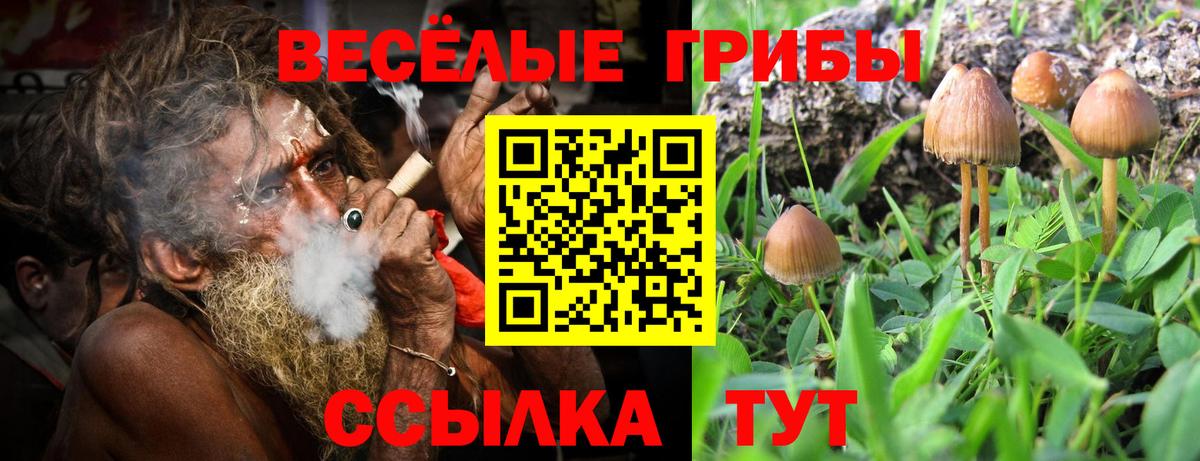 Галлюциногенные грибы Psilocybine cubensis Ялуторовск